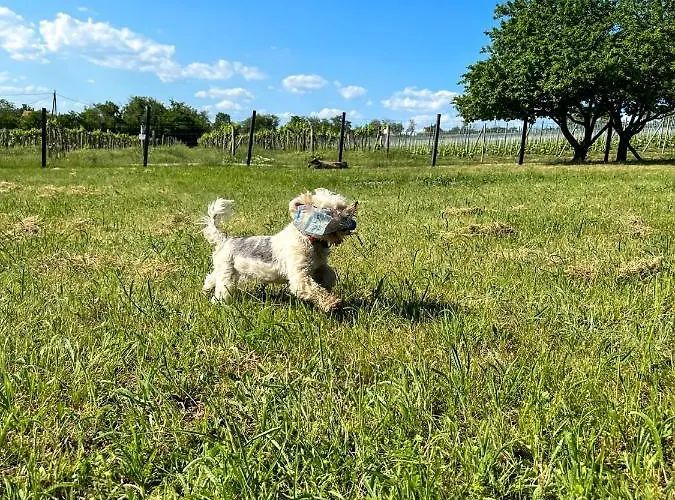 Vakantiehuis Voelgyhid Village Balaton